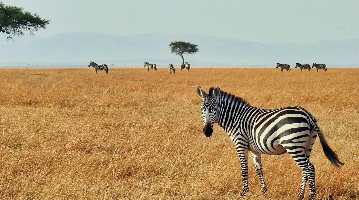 A Guide to Rocky Mountain vacations